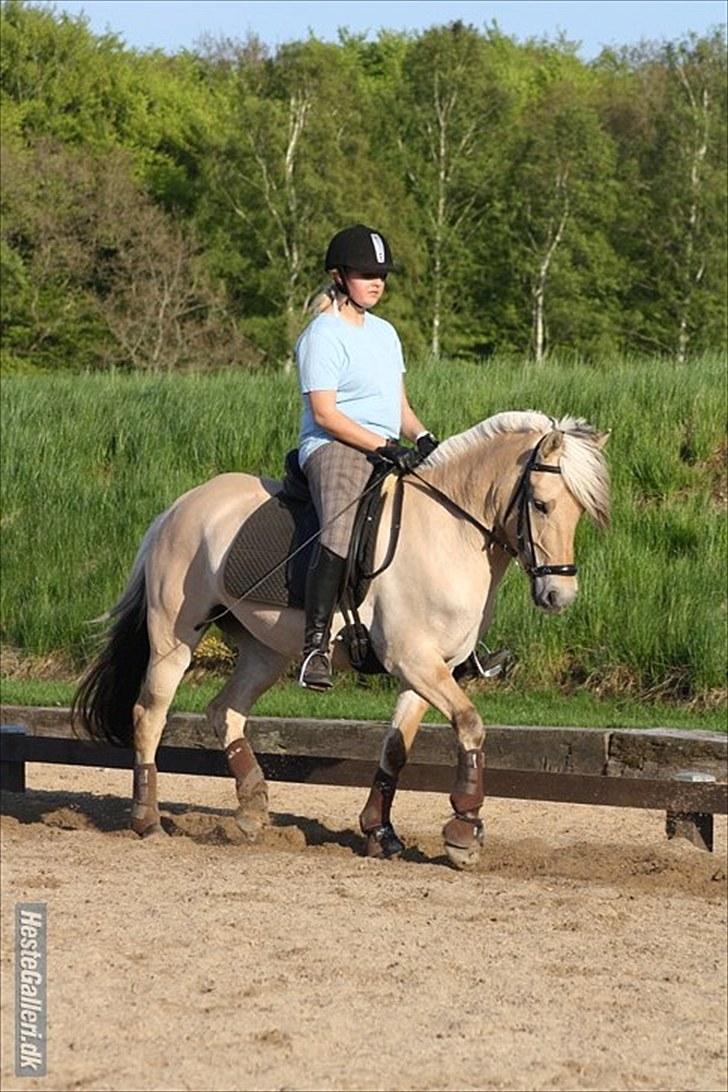 Fjordhest Kvornings Tanja* *SOLGT** - til undervisning<3 men det skal siges at hun går bedre nu da vi har fået en helt ny sadel<3 foto:sasha billede 7