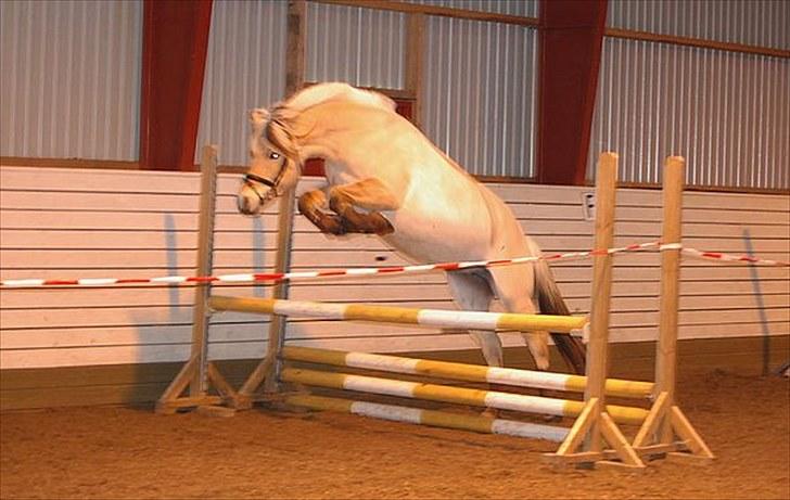 Fjordhest Kvornings Tanja* *SOLGT** - første gang hun prøvede at springe<3 foto: sanne  billede 8
