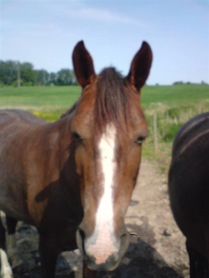 Anden særlig race Sasha - Super frisk!:) billede 8