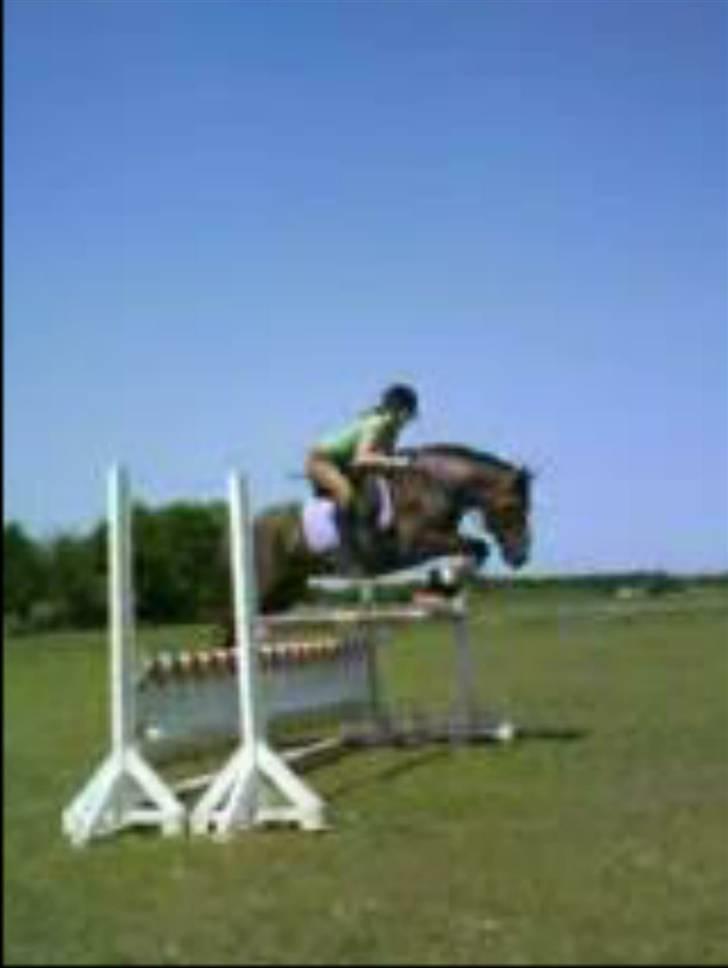 Anden særlig race Sasha - Hjemme hos Ida sammen med Sofie og Peace billede 9