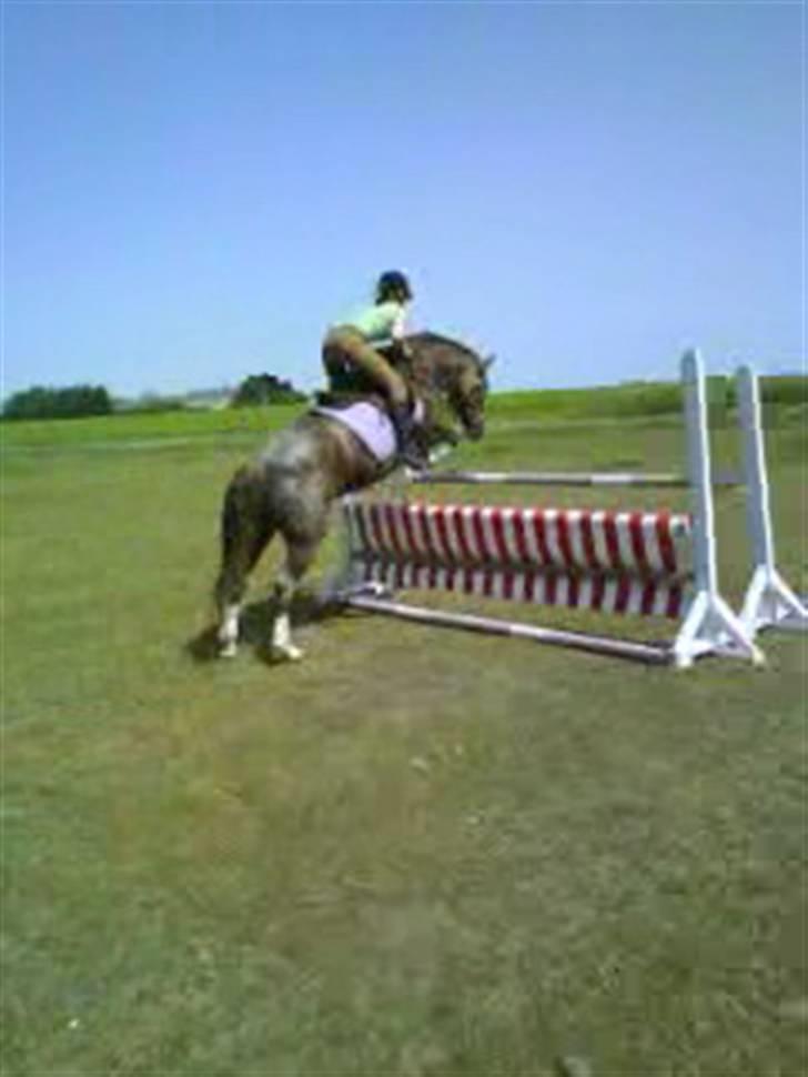 Anden særlig race Sasha - Hjemme hos Ida sammen med Sofie og Peace billede 10