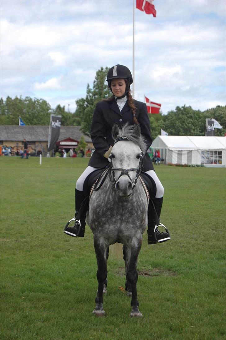 Welsh Pony (sec B) Gipsy | solgt | - smukke!!! :D foto : papfar. billede 14