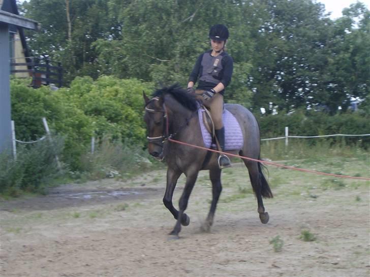 Anden særlig race Inholdts Shitan - Da vi var i gang med at tilride ham billede 7