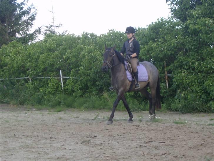 Anden særlig race Inholdts Shitan - Tilridning:) billede 8