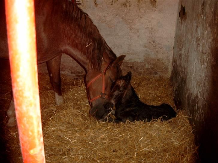 Anden særlig race Inholdts Shitan - Helt ny født sammen med mor Sasha billede 9