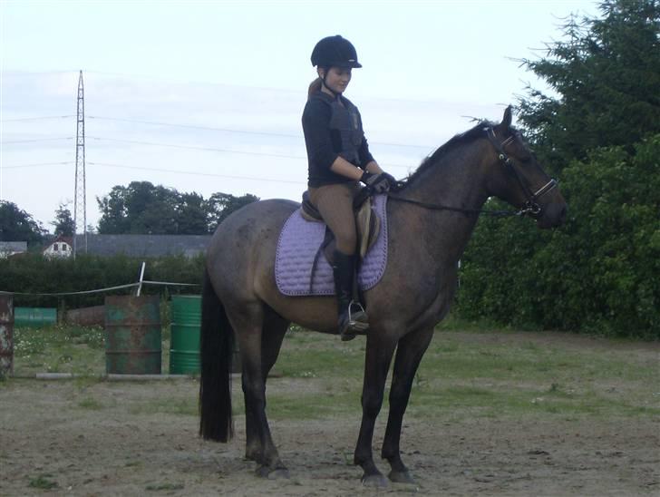 Anden særlig race Inholdts Shitan - Tilridning:) billede 10