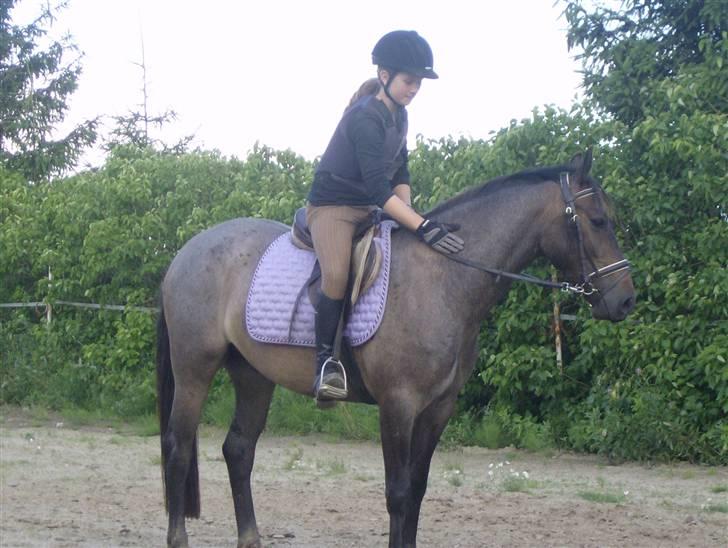 Anden særlig race Inholdts Shitan - Tilridning:) billede 11