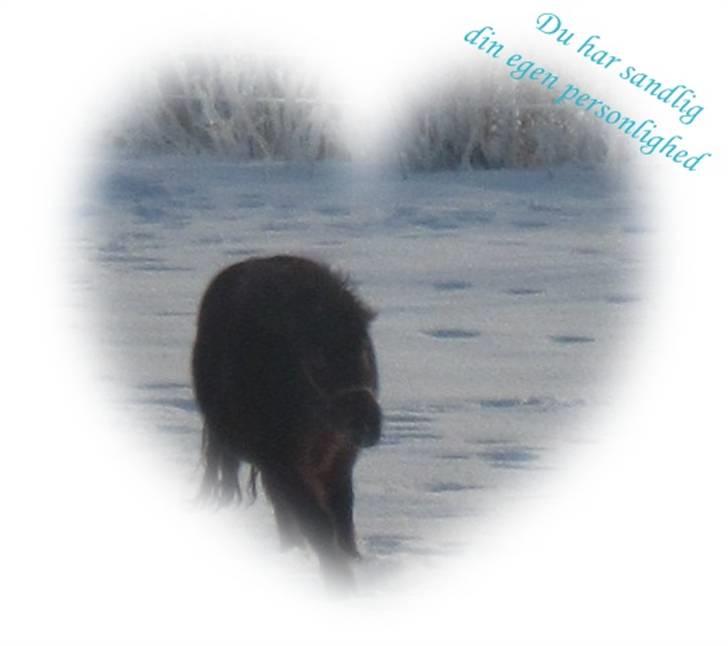 Anden særlig race Chamal - Velkommen til Chamals profil<3 Min smukke og uforglemlig pony<3  billede 1