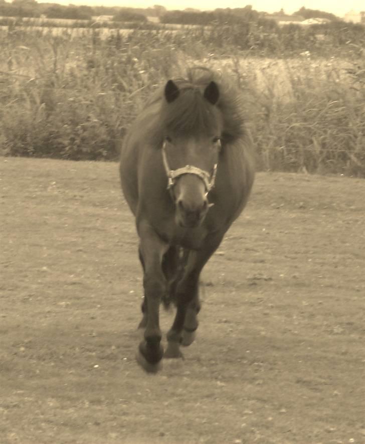 Anden særlig race Chamal - Nårrrrrrrrr..... Jeg er osse glad for at se dig Basse!!!!! ;)  billede 2