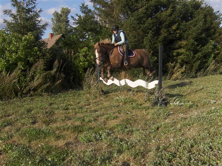Anden særlig race Jaugelin - Spring træning billede 1