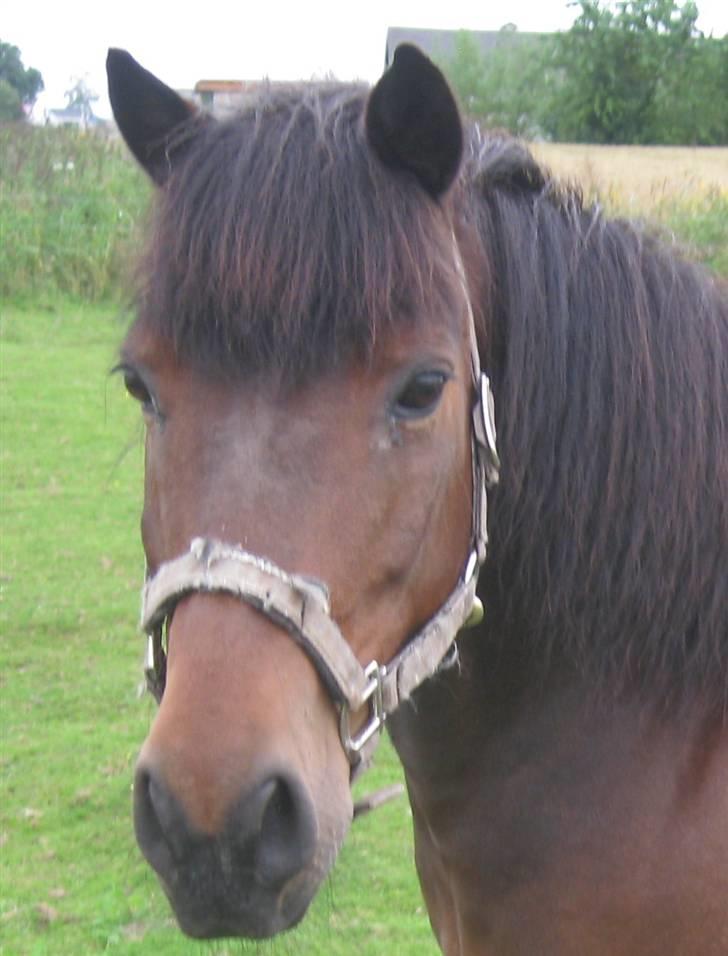 Anden særlig race Chamal - Så spændende alting er???????  billede 3
