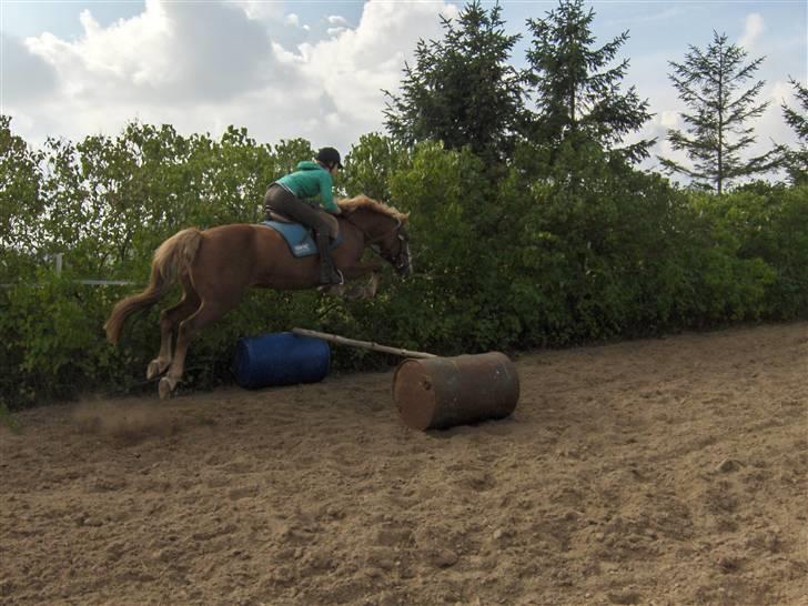 Anden særlig race Jaugelin - Spring træning:) billede 3