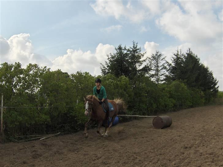 Anden særlig race Jaugelin - Spring træning:) billede 4
