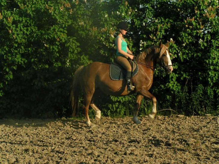 Anden særlig race Jaugelin - Lidt Dressur :) billede 6