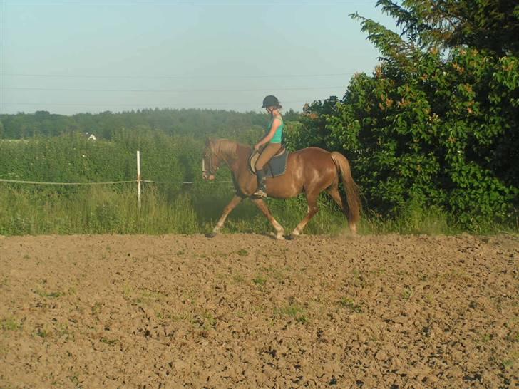 Anden særlig race Jaugelin - Lidt Dressur :) billede 7
