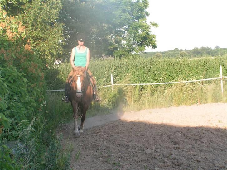 Anden særlig race Jaugelin - Dressur træning :) billede 8