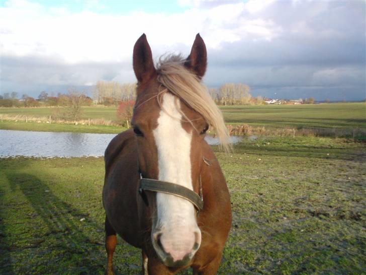Anden særlig race Jaugelin - Sakke´mus billede 9