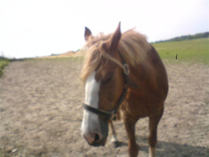 Anden særlig race Jaugelin - Lidt træt? ;) billede 10