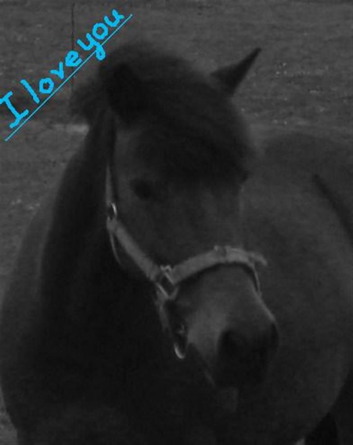 Anden særlig race Chamal - Jeg elsker dig.... Så sindsygt Skath, MIn engel, min engel, min engel, forevigt........& altid! billede 5