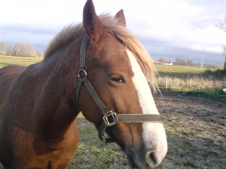 Anden særlig race Jaugelin - Søvnig <3 billede 12