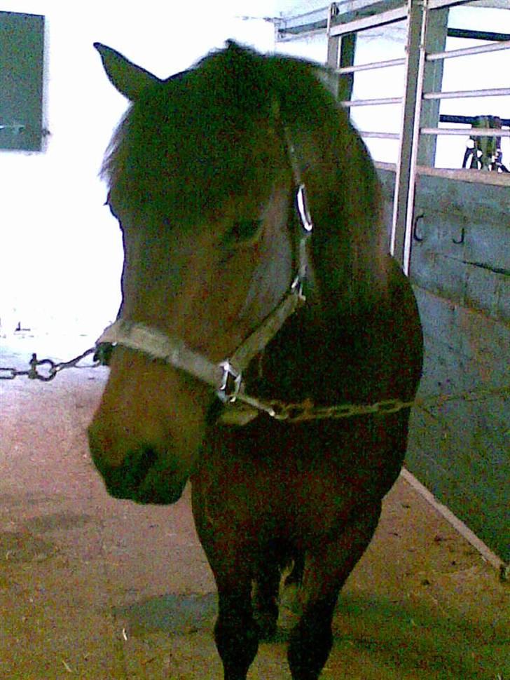 Anden særlig race Chamal - Så smuk en pony findes der kun EN af....... Nemlig DIG......<333 billede 7