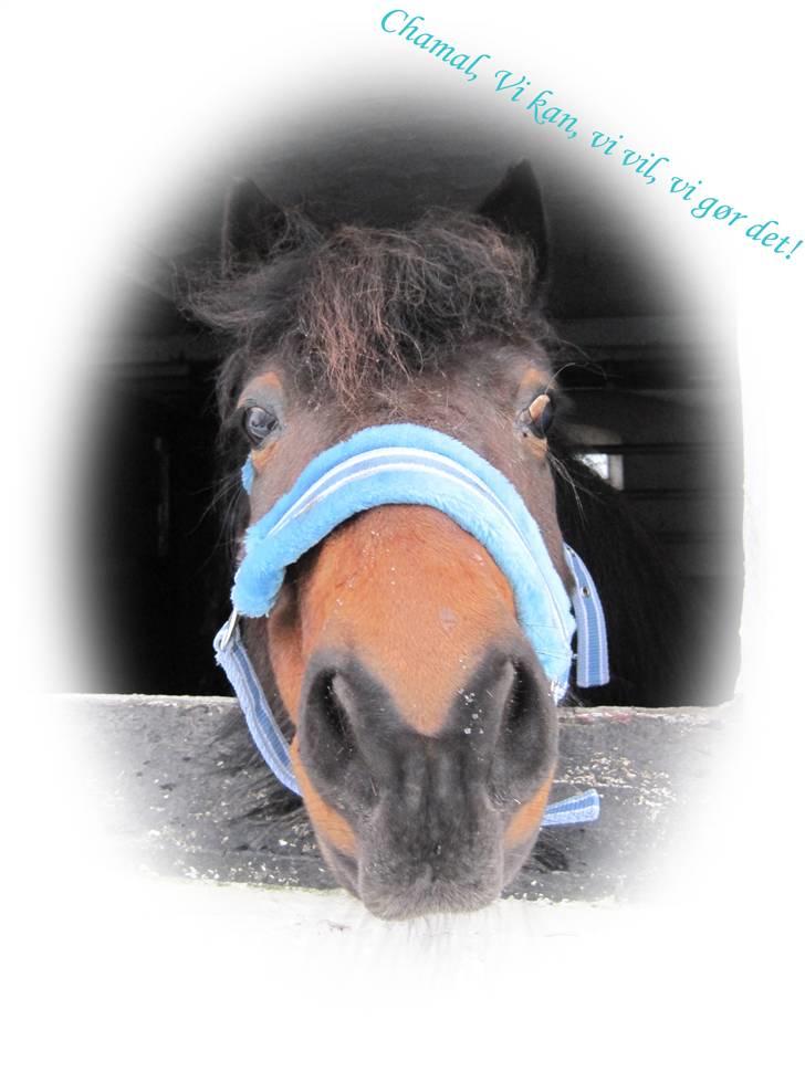 Anden særlig race Chamal - Der er jo kun lørdag en gang om ugen, så lidt godbider skal der jo til!!!! hehe;)  billede 8