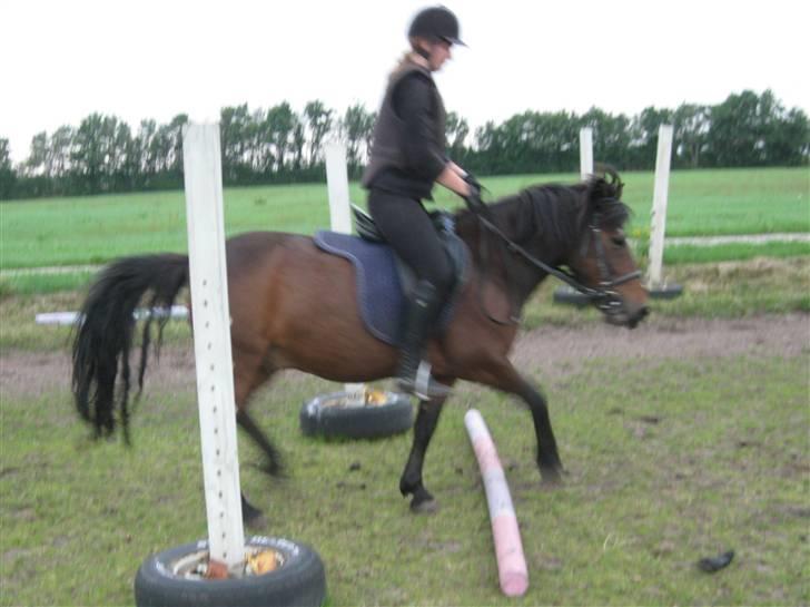 Anden særlig race Chamal - Springpony?????? Det er da en begyndelse!!!! ;)  billede 10