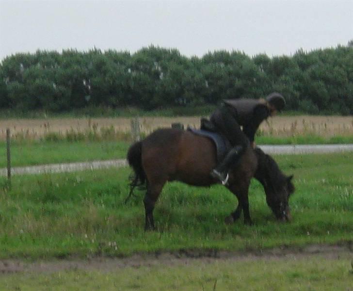 Anden særlig race Chamal - Vi spiser ALTSÅ ikke i ridetimerne!!!!! Chamal????? Hallo Hallo....... MALLER, Iiiiiiih altså   billede 11