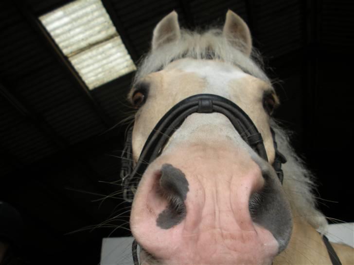 Welsh Pony (sec B) Rosengårdens Nathowra - Han er da bare sød!!<3 Foto: Karen Sørensen billede 12