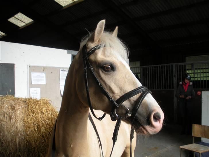 Welsh Pony (sec B) Rosengårdens Nathowra - Han er så lækker <3 :) Foto: Karen Sørensen billede 13