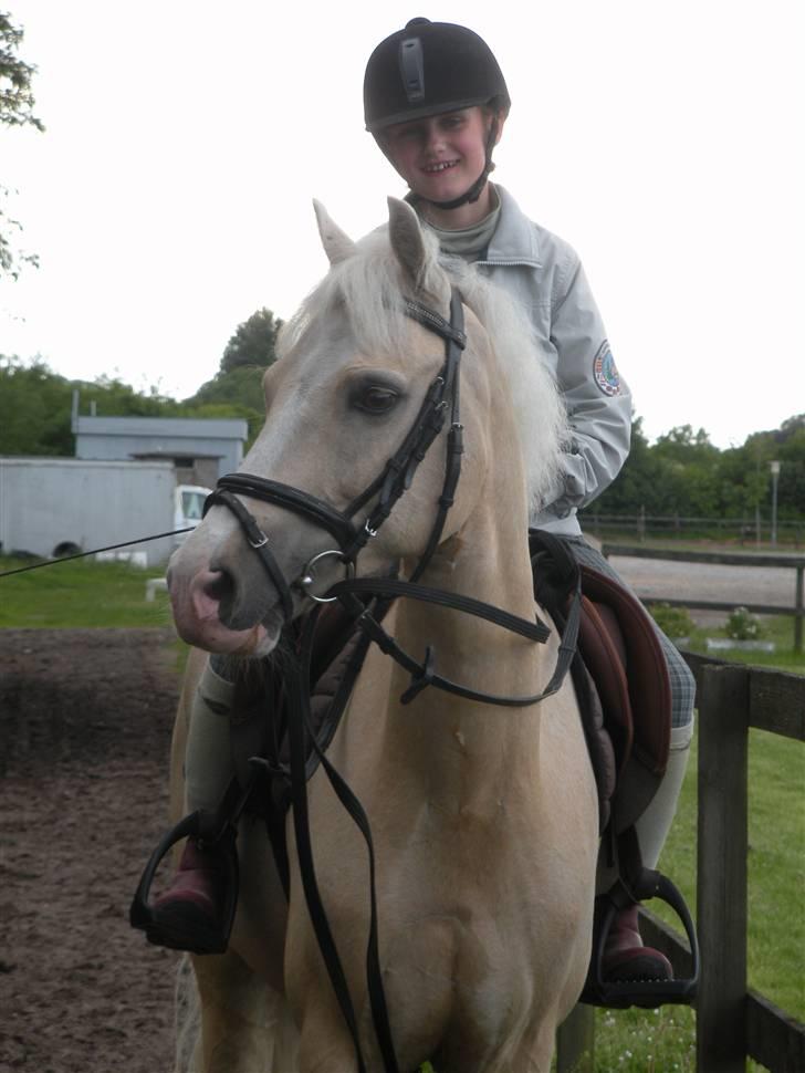 Welsh Pony (sec B) Rosengårdens Nathowra - Goldfinger er bare LÆKKER! Foto: Karen Sørensen  billede 15