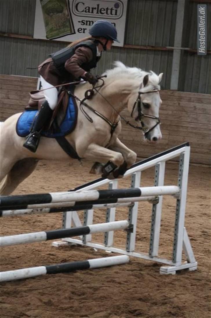 Welsh Pony (sec B) Rosengårdens Nathowra - Til stævne i Rosenholm i LA hvor vi blev nr. 2. Foto: Ditte Rogild  billede 16