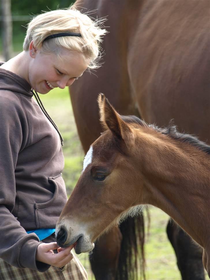 Dansk Varmblod Ågård's Calista - Hmm hvorfor kommer der ikk noget mælk?? Foto: Suanne billede 11