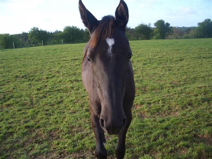 Dansk Varmblod Bakkebo´s Lucky Star - Lucky som sød lille prut;O) billede 16