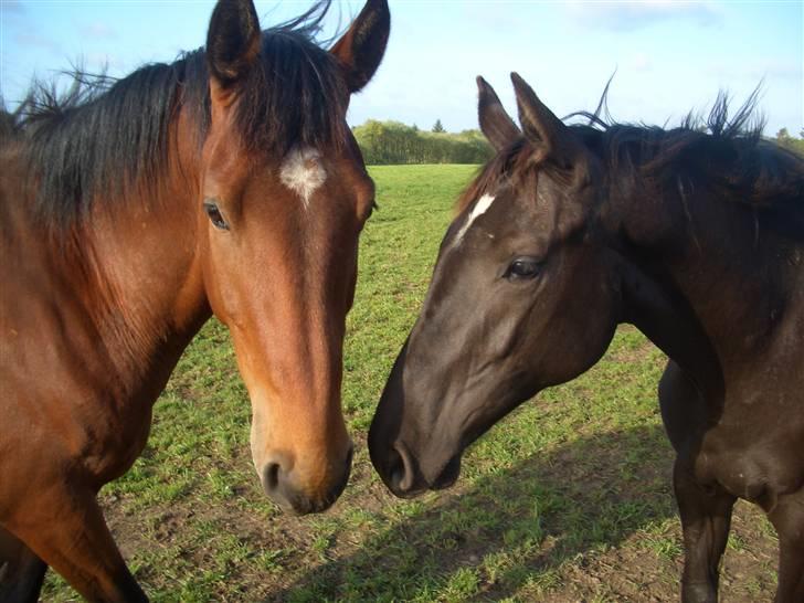 Dansk Varmblod Bakkebo´s Lucky Star - Lucky sammen med hendes helbror Le´Moni billede 19