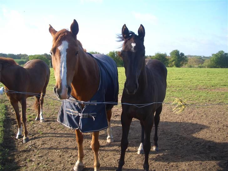 Dansk Varmblod Bakkebo´s Lucky Star - LUCKY STAR med sin smukke mor;o) billede 17