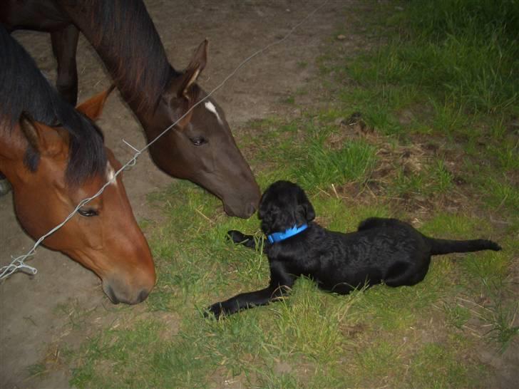 Dansk Varmblod Bakkebo´s Lucky Star billede 15