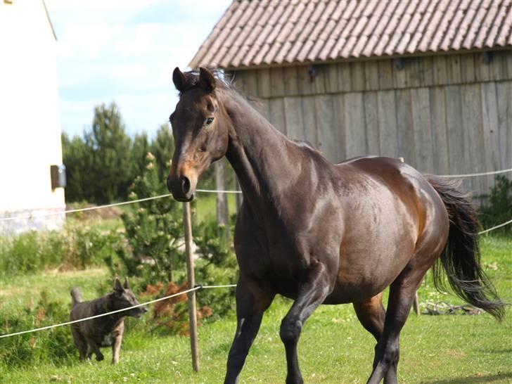 Fuldblod (XX) Fru Larsen *solgt* billede 1