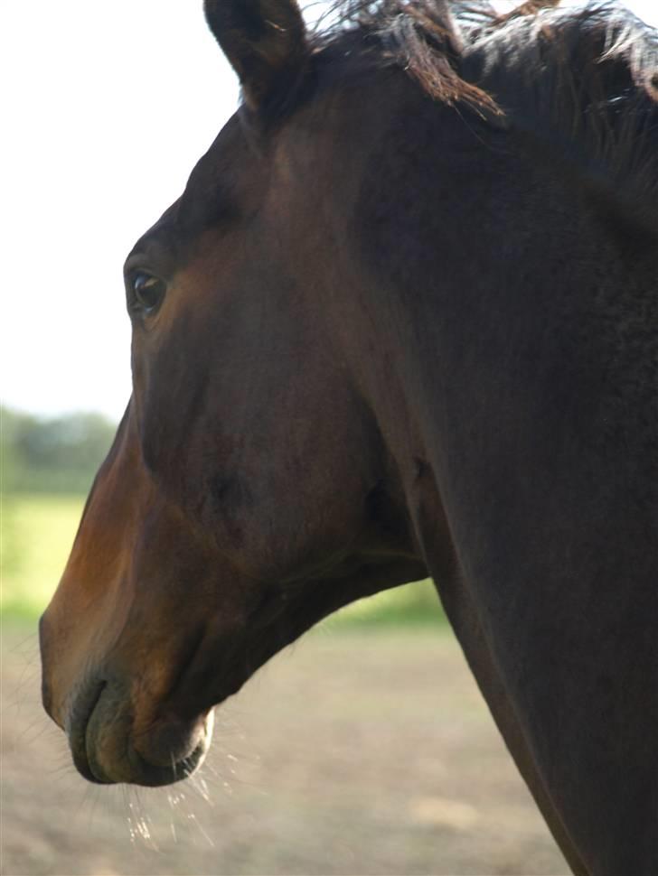 Fuldblod (XX) Fru Larsen *solgt* billede 2