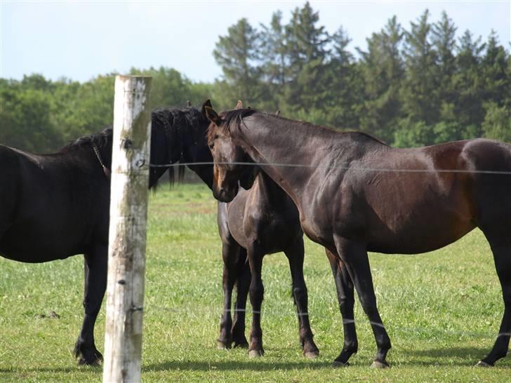 Fuldblod (XX) Fru Larsen *solgt* billede 3