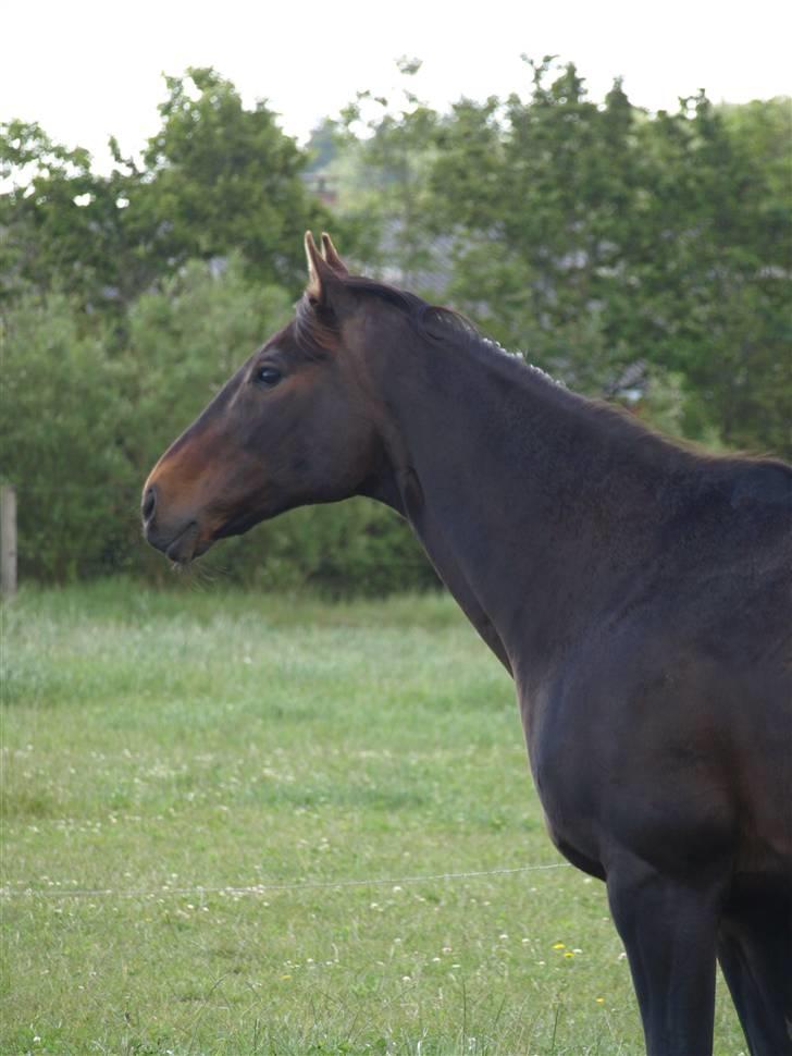 Fuldblod (XX) Fru Larsen *solgt* billede 4