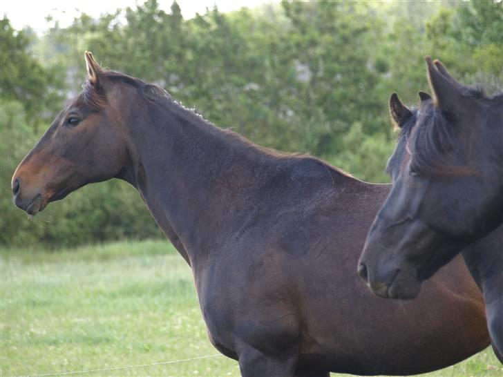 Fuldblod (XX) Fru Larsen *solgt* billede 5