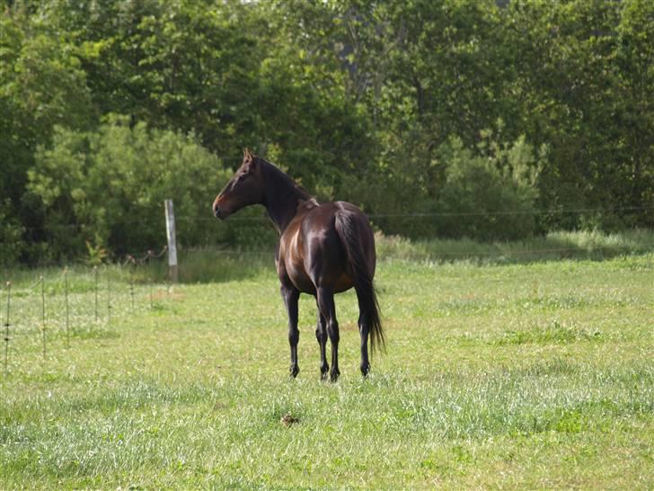 Fuldblod (XX) Fru Larsen *solgt* billede 6