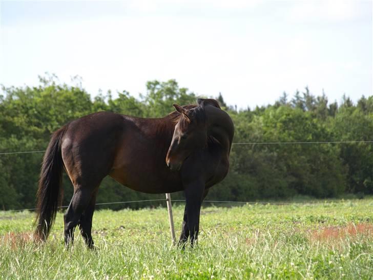 Fuldblod (XX) Fru Larsen *solgt* billede 7