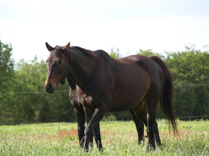 Fuldblod (XX) Fru Larsen *solgt* billede 8