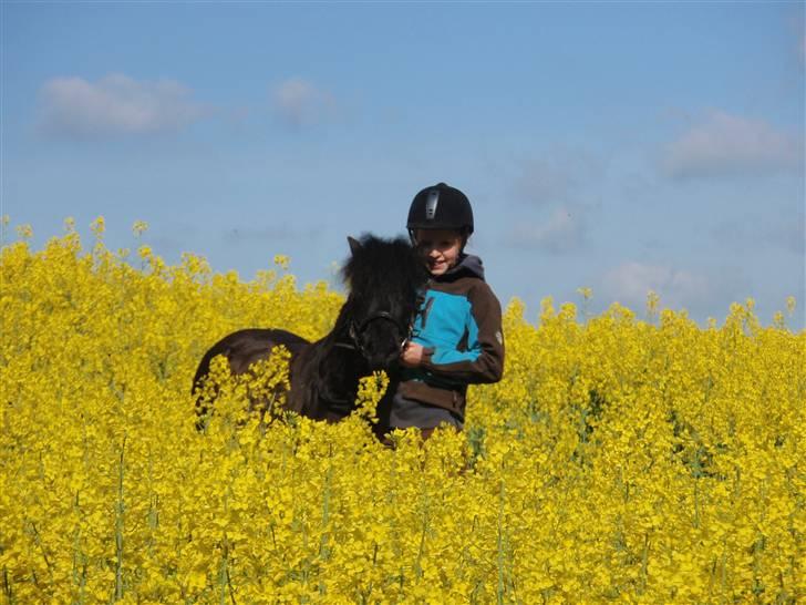 Shetlænder mille billede 15