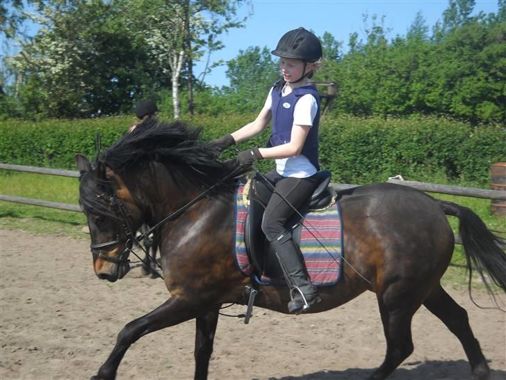 New Forest Elmholts Janeth - SOLGT - - Fart over feltet..;D 30/5 2009 billede 13