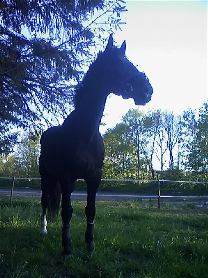 Dansk Varmblod Silva Bakkely <3  billede 7