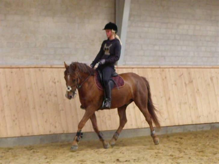 New Forest Elmholts Qüezon billede 14