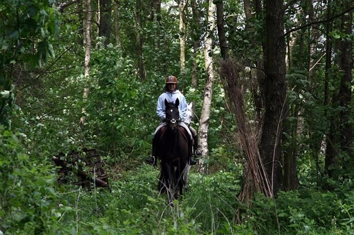 Anden særlig race Holtegårdens splif SOLGT. - i skov.. taget af IT :) billede 18